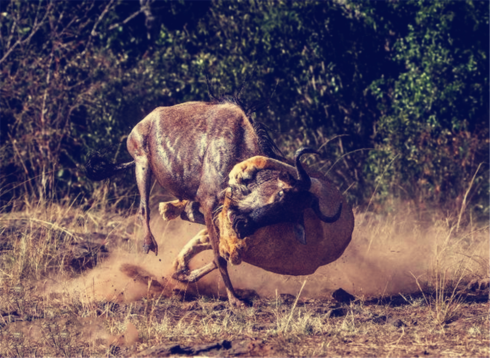 卡迪夫城客场奋力抗争，收获宝贵一分的简单介绍